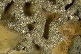 Golden Pyrite on Limonite Clay - Pakistan #337944-2